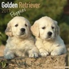 Avonside Publishing Ltd. - Golden Retriever Puppies Calendar 2017