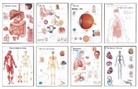 Scientific Publishing, Scientific Publishing - Human Anatomy Chart Pack
