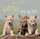 American Museum of Natural History, American Museum of Natural History (COR), Sterling Children's Books, Sterling Children''s Books - Wolf Pups Join the Pack