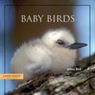 Jeffrey Rich - BABY BIRDS