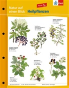 Natur auf einen Blick - Heilpflanzen