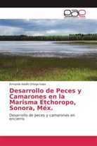 Armando Adolfo Ortega-Salas - Desarrollo de Peces y Camarones en la Marisma Etchoropo, Sonora, Méx.