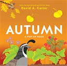 David Carter - Autumn