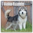 Browntrout Publishers (COR) - Alaskan Malamutes 2018 Calendar