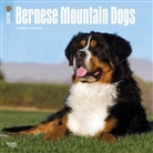 BrownTrout Publisher, Inc Browntrout Publishers, Browntrout Publishers (COR) - Bernese Mountain Dogs 2018 Calendar