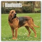 Browntrout Publishers (COR) - Bloodhounds 2018 Calendar