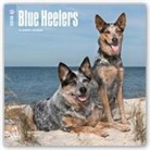 Browntrout Publishers (COR) - Blue Heelers 2018 Calendar