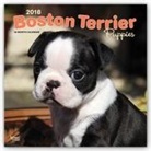Browntrout Publishers (COR) - Boston Terrier Puppies 2018 Calendar