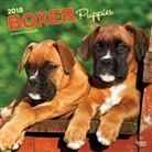 BrownTrout Publisher, Browntrout Publishers (COR) - Boxer Puppies 2018 Wall Calendar