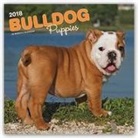 Browntrout Publishers (COR) - Bulldog Puppies 2018 Calendar