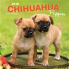 BrownTrout Publisher, Inc Browntrout Publishers, Browntrout Publishers (COR) - Chihuahua Puppies 2018 Calendar
