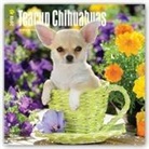 Browntrout Publishers (COR) - Teacup Chihuahuas 2018 Calendar