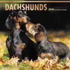 BrownTrout Publisher, Inc Browntrout Publishers, Browntrout Publishers (COR) - Dachshunds 2018 Calendar