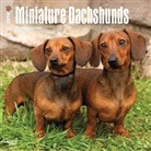 BrownTrout Publisher, Browntrout Publishers (COR) - Miniature Dachshunds 2018 Calendar