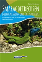 Martin Dieckmann - Smaragdeidechsen Lacerta bilineata und Lacerta viridis