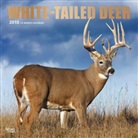 BrownTrout Publisher, Inc Browntrout Publishers, Browntrout Publishers (COR) - White Tailed Deer 2018 Calendar