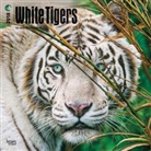 BrownTrout Publisher, Browntrout Publishers (COR) - White Tigers 2018 Calendar