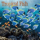 BrownTrout Publisher, Browntrout Publishers (COR) - Tropical Fish 2018 Calendar