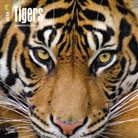 BrownTrout Publisher, Inc Browntrout Publishers, Browntrout Publishers (COR) - Tigers 2018 Calendar