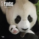 BrownTrout Publisher, Inc Browntrout Publishers, Browntrout Publishers (COR) - Pandas 2018 Calendar