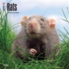 BrownTrout Publisher, Inc Browntrout Publishers, Browntrout Publishers (COR) - Rats 2018 Calendar