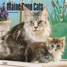 BrownTrout Publisher, Inc Browntrout Publishers, Browntrout Publishers (COR) - Maine Coon Cats 2018 Calendar