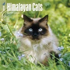 BrownTrout Publisher, Inc Browntrout Publishers, Browntrout Publishers (COR) - Himalayan Cats 2018 Calendar