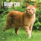 BrownTrout Publisher, Inc Browntrout Publishers, Browntrout Publishers (COR) - Ginger Cats 2018 Calendar