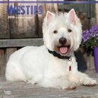 BrownTrout Publisher, Inc Browntrout Publishers, Browntrout Publishers (COR) - West Highland White Terriers 2018 Calendar