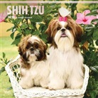 BrownTrout Publisher, Inc Browntrout Publishers, Browntrout Publishers (COR) - Shih Tzu 2018 Calendar