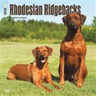 BrownTrout Publisher, Inc Browntrout Publishers, Browntrout Publishers (COR) - Rhodesian Ridgebacks 2018 Calendar