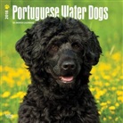BrownTrout Publisher, Inc Browntrout Publishers, Browntrout Publishers (COR) - Portuguese Water Dogs 2018 Calendar