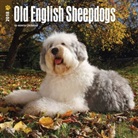 BrownTrout Publisher, Browntrout Publishers (COR) - Old English Sheepdogs 2018 Calendar