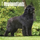 BrownTrout Publisher, Inc Browntrout Publishers, Browntrout Publishers (COR) - Newfoundlands 2018 Calendar