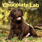 BrownTrout Publisher, Browntrout Publishers (COR) - Chocolate Labrador Retriever Puppies 2018 Calendar