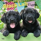 BrownTrout Publisher, Browntrout Publishers (COR) - Black Labrador Retriever Puppies 2018 Calendar