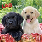BrownTrout Publisher, Inc Browntrout Publishers, Browntrout Publishers (COR) - Labrador Retriever Puppies 2018 Calendar