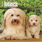 BrownTrout Publisher, Browntrout Publishers (COR) - Havanese 2018 Calendar