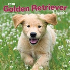 BrownTrout Publisher, Browntrout Publishers (COR) - Golden Retriever Puppies 2018 Calendar