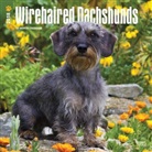 BrownTrout Publisher, Browntrout Publishers (COR) - Wirehaired Dachshunds 2018 Calendar