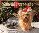 BrownTrout Publisher, Browntrout Publishers (COR) - For the Love of Pugs Yorkshire Terriers 2018 Calendar