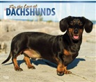 BrownTrout Publisher, Browntrout Publishers (COR) - For the Love of Dachshunds 2018 Calendar
