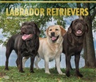 BrownTrout Publisher, Browntrout Publishers (COR) - For the Love of Labrador Retrievers 2018 Calendar