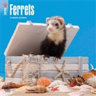 BrownTrout Publisher, Browntrout Publishers (COR) - Ferrets 2018 Calendar