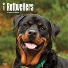 BrownTrout Publisher, Inc Browntrout Publishers, Browntrout Publishers (COR) - Rottweilers 2018 Calendar