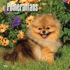 BrownTrout Publisher, Inc Browntrout Publishers, Browntrout Publishers (COR) - Pomeranians 2018 Calendar