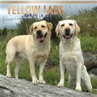 BrownTrout Publisher, Inc Browntrout Publishers, Browntrout Publishers (COR) - Yellow Labrador Retrievers 2018 Calendar