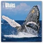 Browntrout Publishers (COR) - Whales 2018 Calendar