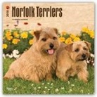 Browntrout Publishers (COR) - Norfolk Terriers 2018 Calendar