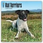 Browntrout Publishers (COR) - Rat Terriers 2018 Calendar
